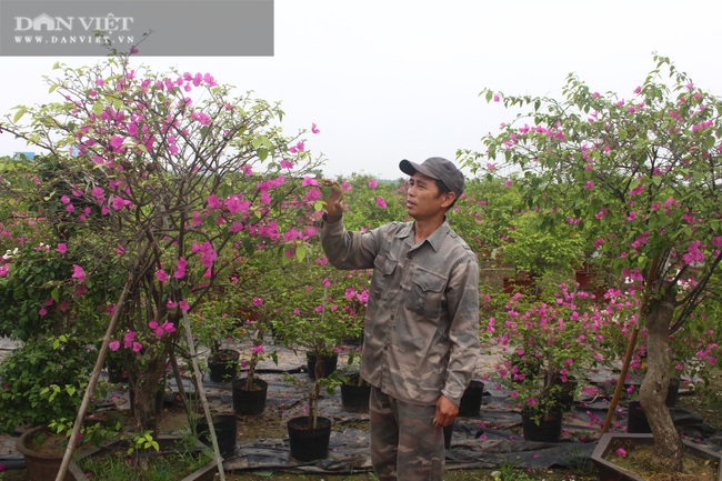Trồng hoa giấy, nông dân Phù Đổng thu hơn 82 tỷ đồng/năm - Ảnh 1.