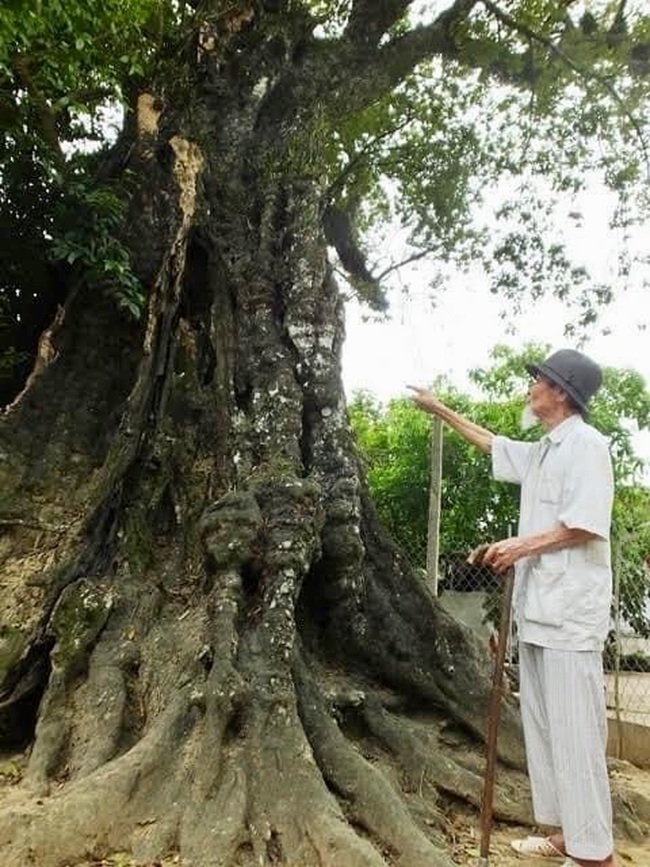 Chiêm ngưỡng hai cây thị “cổ” hơn 600 năm tuổi ở Xứ Thanh  - Ảnh 1.