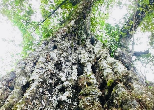 Thanh Hóa: Chiêm ngưỡng hai cây thị trên 600 năm tuổi ở thành nhà Hồ - Ảnh 5.