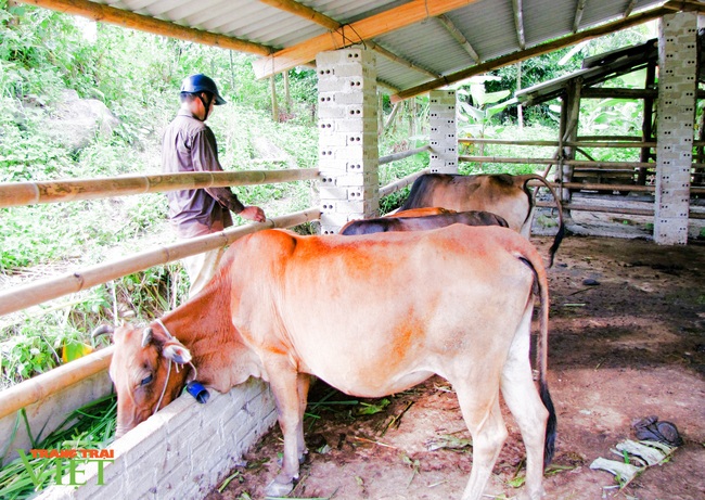 Nậm Nhùn: Hỗ trợ người dân kinh phí làm chuồng trại nuôi gia súc - Ảnh 2.