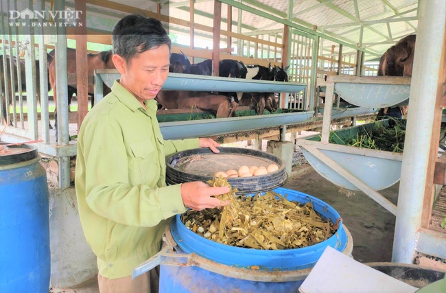 Lão nông Nghệ An nuôi con kêu “bê bê” lãi hàng trăm triệu đồng mỗi năm - Ảnh 4.