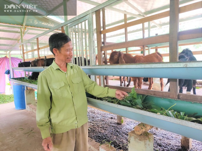 Lão nông Nghệ An nuôi con kêu “bê bê” lãi hàng trăm triệu đồng mỗi năm - Ảnh 1.