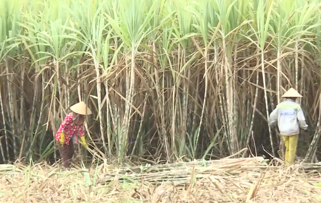 Người trồng mía … lo “mất mùa” vụ mới, rớt nước mắt vì đường lậu - Ảnh 1.