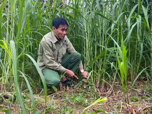 Nghệ An: Bỏ công sức nuôi giống bò &quot;siêu to khổng lồ&quot;, nhiều hộ nông dân nơi đây thu tiền tỷ   - Ảnh 1.