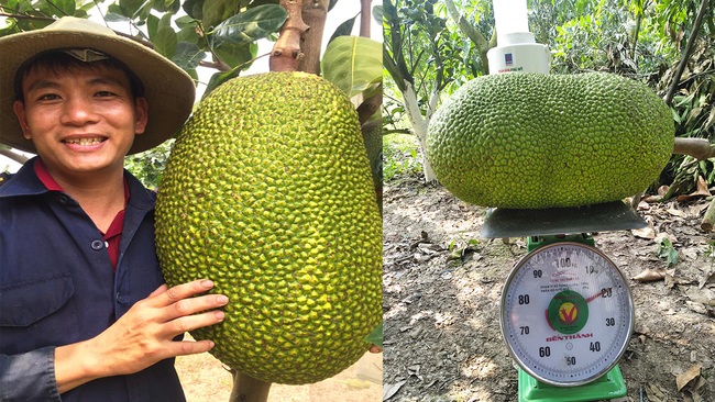 Giá mít Thái hôm nay 23/3: Kém vui vì giá giảm, nông dân chỉ cách tạo ra nhiều trái mít Nhất - Ảnh 1.
