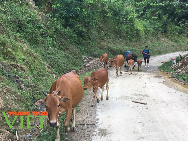 Mai Châu phát triển nông nghiệp, gắn với thu nhập cho bà con - Ảnh 5.