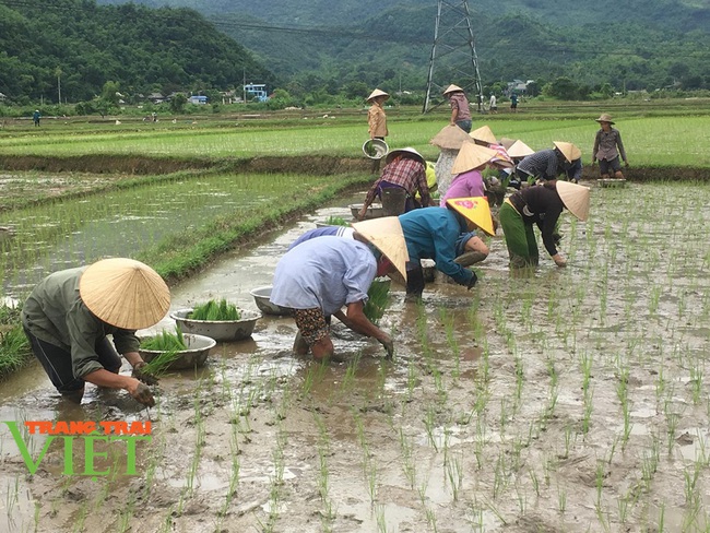 Mai Châu phát triển nông nghiệp, gắn với thu nhập cho bà con - Ảnh 1.