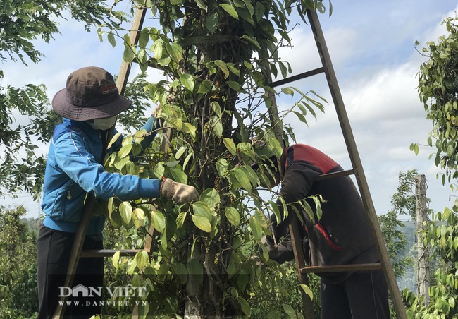 Giá tiêu &quot;nóng&quot; nhưng thị trường ảm đạm, dân trồng tiêu  vẫn bế tắc - Ảnh 1.