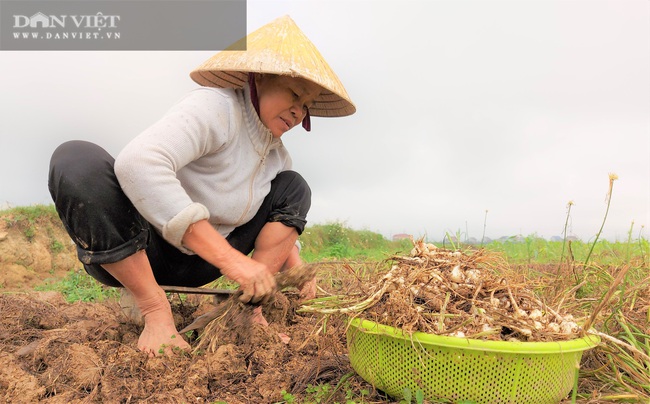 Ảnh - Clip: Hành tăm củ to, trắng đẹp, bán lại không ai mua? - Ảnh 8.