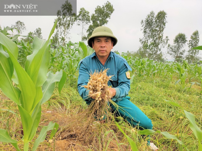 Ảnh - Clip: Hành tăm củ to, trắng đẹp, bán lại không ai mua? - Ảnh 6.