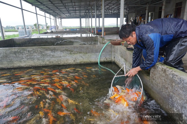 Nam Định: Nuôi loài cá &quot;sang chảnh&quot;, có con dài gần 1 mét, bán giá nghìn đô, 8X này thu tiền tỷ - Ảnh 6.