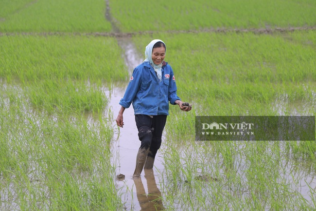 Hà Nam: Nạn ốc bươu vàng hoành hành, nông dân hết cách - Ảnh 1.