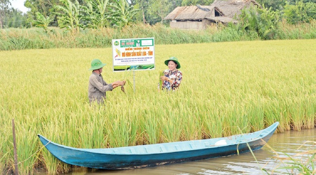 Trồng lúa hữu cơ để né hạn mặn - Ảnh 1.