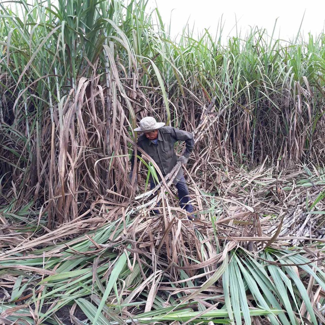 Áp thuế tự vệ, doanh nghiệp mía đường phấn khởi nhưng vẫn “xanh mặt” vì lý do này - Ảnh 1.