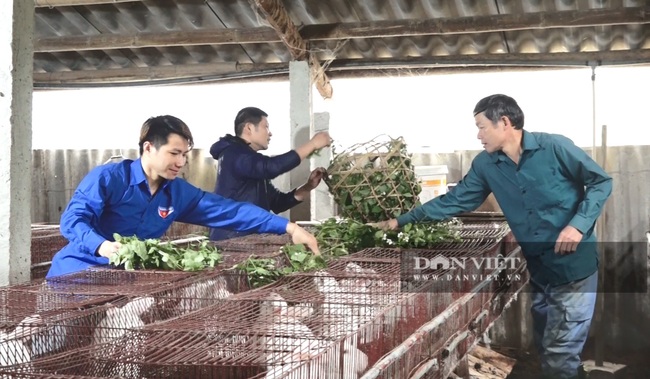 Yên Bái: Bỏ nghề giáo về quê tạo việc làm cho hàng chục hộ nông dân, thu nhập hàng trăm triệu - Ảnh 2.