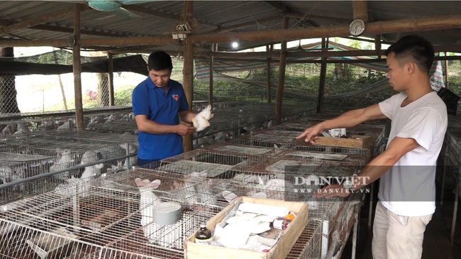 Yên Bái: Bỏ nghề giáo về quê tạo việc làm cho hàng chục hộ nông dân, thu nhập hàng trăm triệu - Ảnh 1.