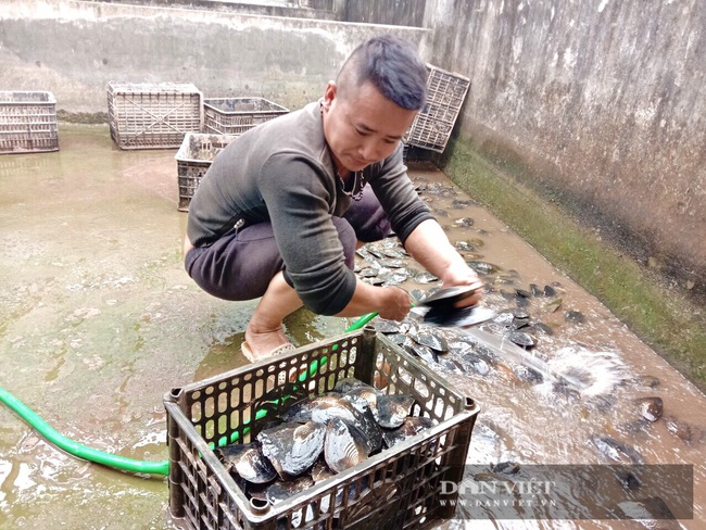 Nam Định: Nuôi con &quot;nằm lì&quot; dưới ao, mỗi năm &quot;nhả&quot; 14.000 viên ngọc quý, một nông dân lãi nửa tỷ/năm - Ảnh 9.