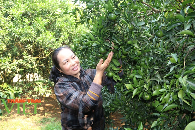 Nông dân Cao Phong phất lên nhờ trồng loại cây này - Ảnh 5.