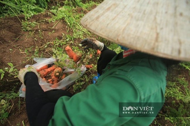 Nông dân Chí Linh hồ hởi đội mưa thu hoạch nông sản hậu cách ly xã hội - Ảnh 5.