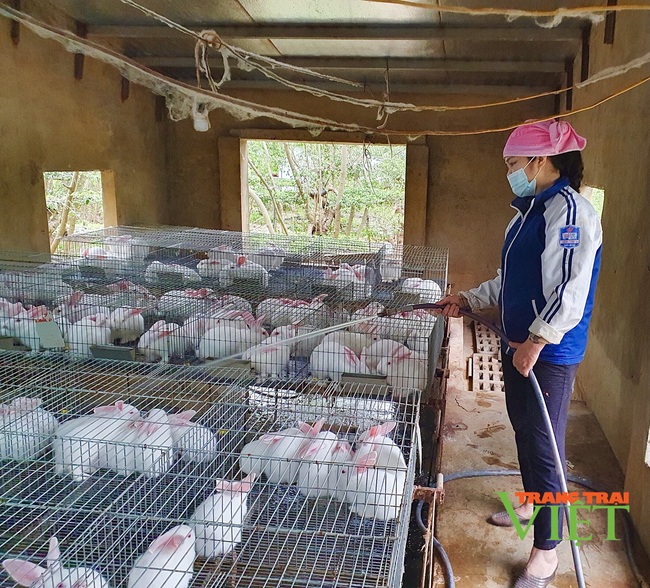 Thái Bình: Nuôi loài tai dài, lông trắng muốt có nguồn gốc từ Mỹ, nữ nông dân lãi 500 triệu đồng/năm - Ảnh 3.