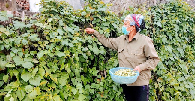 Covid-19 ở Hải Dương: Đón Xuân muộn, nông dân Chí Linh rộn ràng cho vụ mới - Ảnh 1.