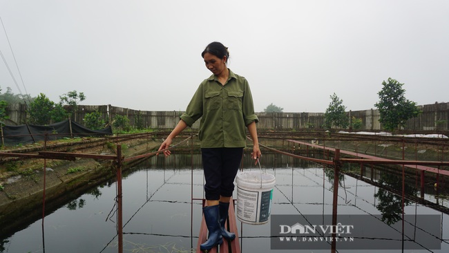 Hà Nội: Nữ nông dân nuôi ếch trên bể cạn, bắt toàn con to bự, dùng &quot;tuyệt chiêu&quot; cho ăn tỏi mà trúng lớn - Ảnh 9.