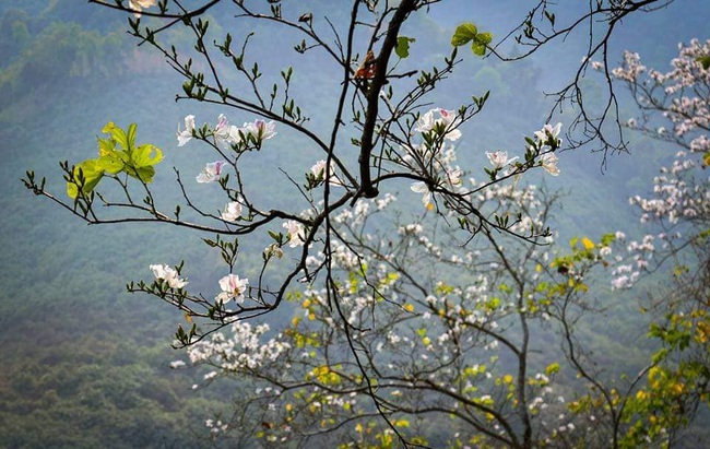 Lên Điện Biên ngắm Hoa Ban nở trắng núi rừng - Ảnh 4.