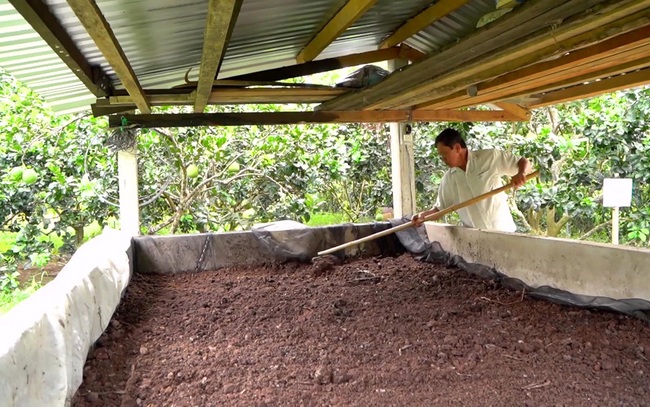 Xã viên tự ủ phân hữu cơ để bón cho vườn bưởi