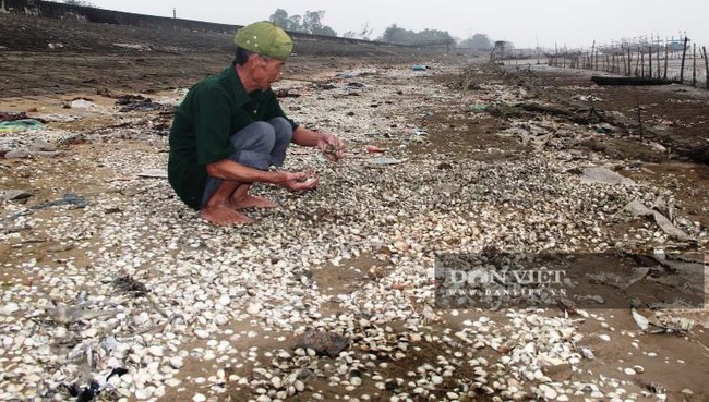 Thanh Hóa: Ngao chết bất thường, người nuôi mất trắng hàng trăm triệu đồng - Ảnh 1.