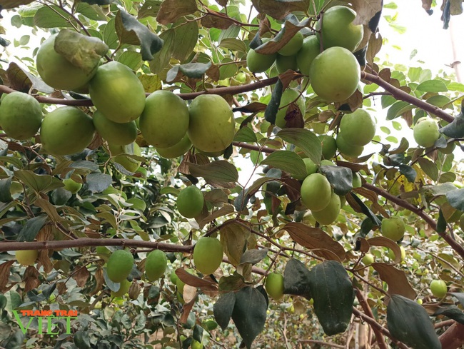 Trồng cây ra quả sai như nho, 8X Sơn La thu hơn 100 triệu đồng mỗi năm - Ảnh 1.