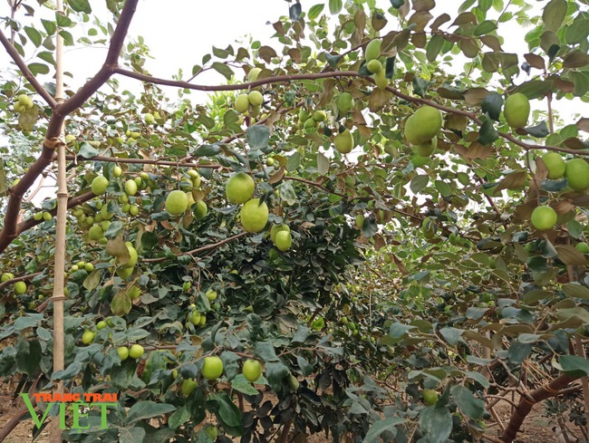 Trồng cây ra quả sai như nho, 8X Sơn La thu hơn 100 triệu đồng mỗi năm - Ảnh 4.