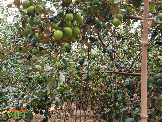 Trồng cây ra quả sai như nho, 8X Sơn La thu hơn 100 triệu đồng mỗi năm - Ảnh 2.