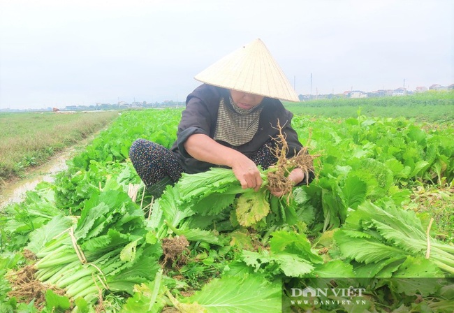 Clip: Rau xanh ở Nghệ An, Hà Tĩnh chất thành đống, để thối làm phân - Ảnh 3.