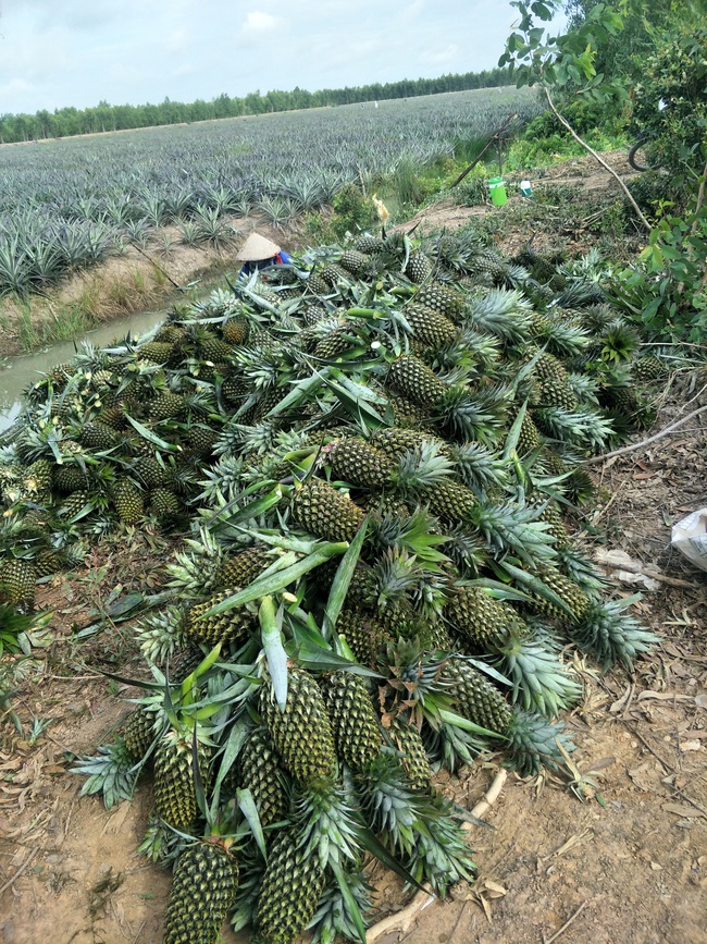 Long An: Trồng cánh đồng lớn loại trái chi chít gai, nông dân 8x thu tiền tỷ mỗi năm - Ảnh 3.