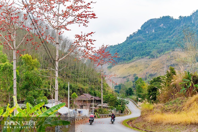 Đẹp mê li mùa hoa gạo rực đỏ bên dòng sông Đà huyền thoại của Tây Bắc: Hoa gạo
Mùa hoa gạo rực đỏ trên dòng sông Đà là một trong những cảnh quan đẹp nhất của Tây Bắc Việt Nam. Cùng với những cánh đồng hoa gạo thơ mộng, nơi đây còn là chốn lưu giữ nhiều huyền thoại và truyền thuyết thú vị. Những bức ảnh hoa gạo đẹp mê hồn này sẽ đưa bạn đến với vẻ đẹp kỳ thú của miền Tây Bắc.