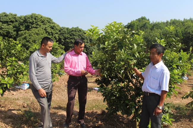 Quảng Ninh: Gần 200 mô hình nông nghiệp  công nghệ cao - Ảnh 1.