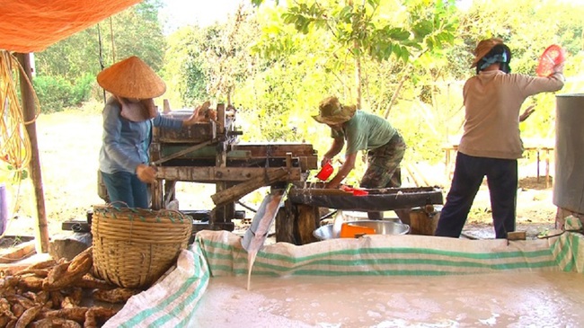 Đồng Nai: Trồng loại dây dại rễ biến thành củ trên vùng đất xám, anh nông dân nhanh chóng giàu to - Ảnh 2.