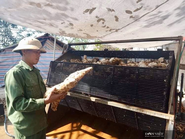 Thanh Hóa: Trồng cây sắn dây thu lời 150 triệu đồng/ha - Ảnh 1.