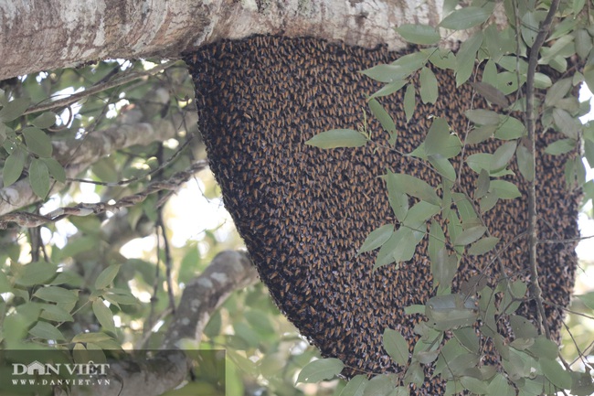 “Cao thủ” tiết lộ bí quyết săn tổ ong khoái khổng lồ - Ảnh 1.