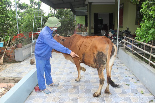 Nghi Lộc, Nghệ An: Họp khẩn tìm biện pháp khống chế bệnh viêm da nổi cục ở trâu bò   - Ảnh 2.