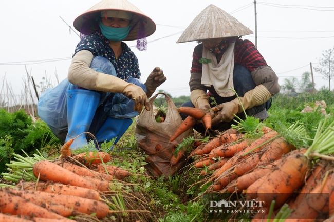 Hải Dương: Sau gỡ bỏ phong tỏa, thương lái đến mua &quot;ầm ầm&quot;, bán với giá này nông dân mừng ra mặt - Ảnh 5.