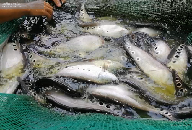 Đà Nẵng: 8X vươn lên làm giàu nhờ nuôi và chế biến loài cá mình có chấm đen, là đặc sản của miền Tây - Ảnh 4.