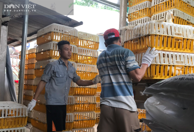 Giá vịt hôm nay 60.000 đồng/kg, người nuôi vịt phấn khởi vì “lãi to” - Ảnh 4.