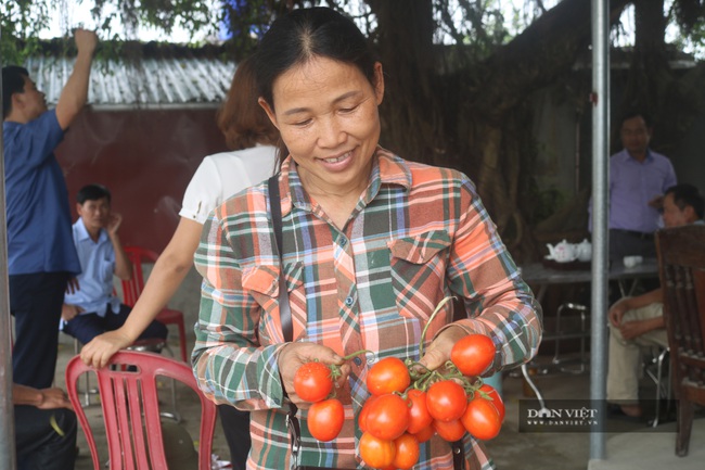 Ninh Bình: Hội Nông dân “giải cứu” hơn 3 tấn cà chua cho nông dân xã Mai Sơn - Ảnh 4.