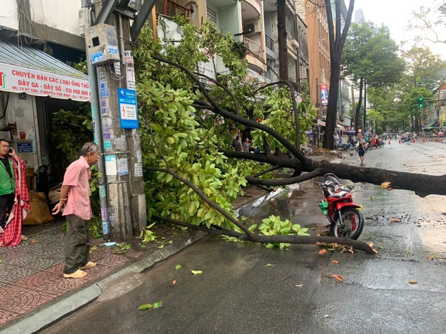 Cây cổ thụ bật góc ngã đè trúng tài xế xe ôm công nghệ chở người phụ nữ ở TPHCM - Ảnh 1.