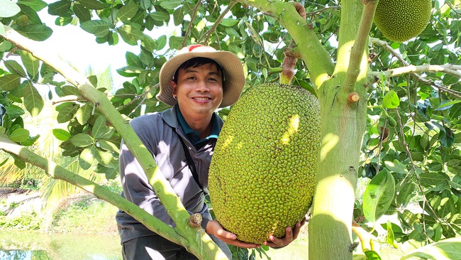 Giá mít Thái hôm nay 12/4: Nông dân chỉ cách làm trái to đều đạt toàn mít Nhất, giá mít Thái giảm bao nhiêu? - Ảnh 1.