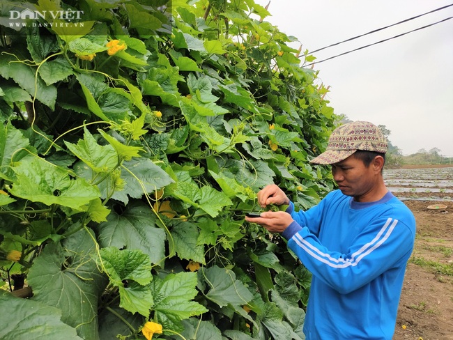 Nông dân (Nghệ An) trồng bí đao mất mùa, mất giá - Ảnh 2.