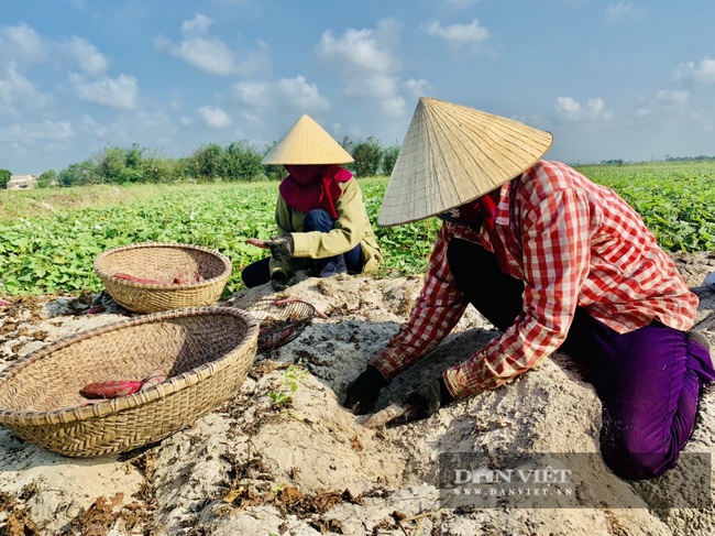 Khoai deo có thương hiệu, nông dân Quảng Bình lãi hàng trăm triệu/năm - Ảnh 1.