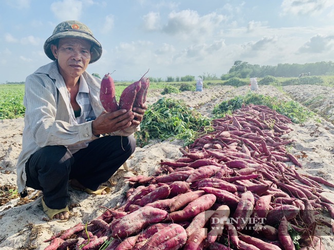 Khoai deo có thương hiệu, nông dân Quảng Bình lãi hàng trăm triệu/năm - Ảnh 4.