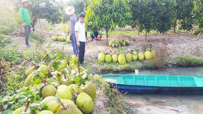 Giá mít Thái hôm nay 14/4: Lái ra vườn cắt, phân loại ra toàn mít Kem làm mất lòng nhà vườn, giá giảm bao nhiêu? - Ảnh 1.